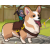Corgi Races (D-lv Corgi，get 3000 points，Need to log in to your account)